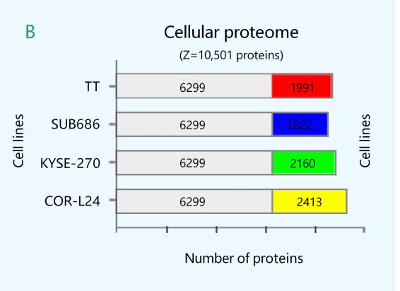 Advancements in Protein Methylation Research